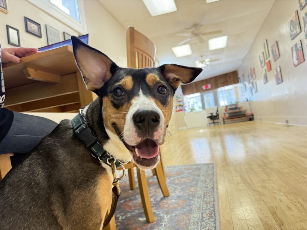 Merkus - Rochester Canine Academy Client 2026